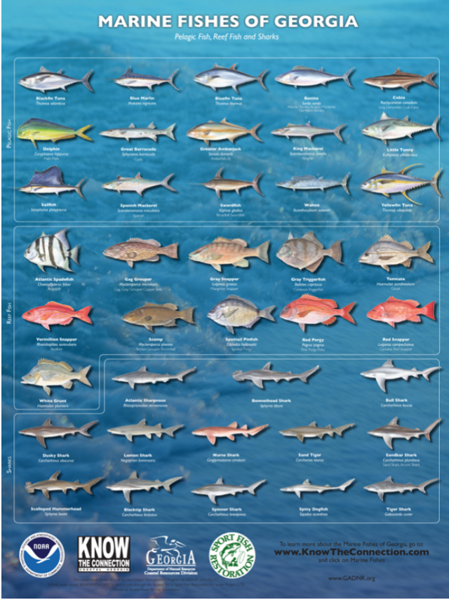 Fishing Regulations Mini Card - Georgia [Card-TB-Fish-SM-GA